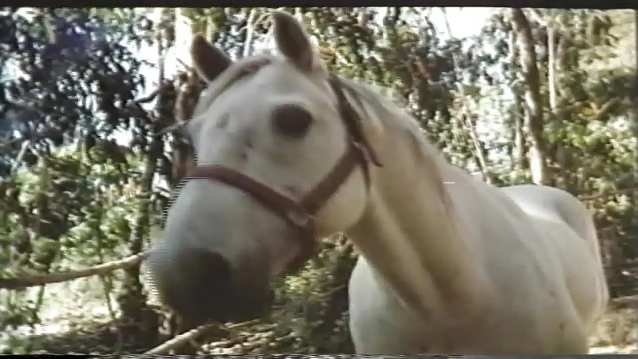 Extreme Hardcore Sluts Torn Apart by Cocks in Relentless XXX