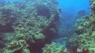 SCUBA Sex in a Miniskirt by a Beautiful Coral Reef