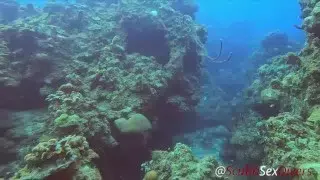 SCUBA Sex in a Miniskirt by a Beautiful Coral Reef