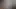 First Hamster Video